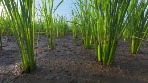 Low angle shoot rice plants Stock Footage 320103898