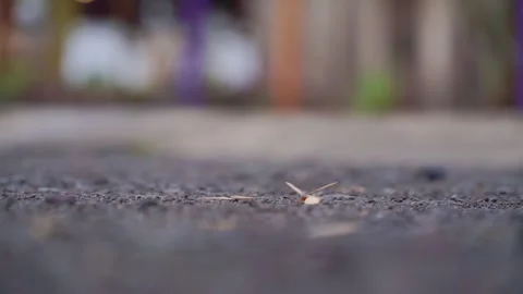 Low angle shoot of winged termite or flying ant or laron walking on the Video stock 259129321