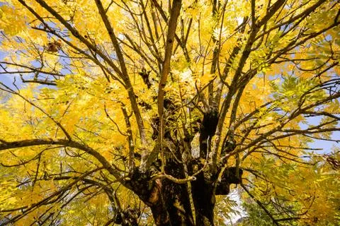 Low angle shooting of an ash tree top in autumn Stock Photos