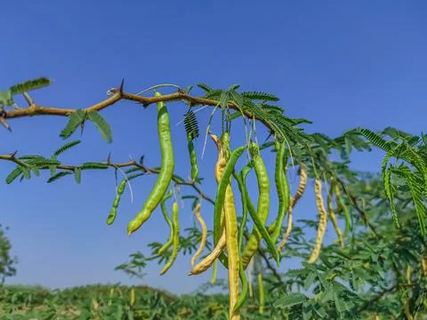 Low Angle Short Of Jungli Kikar Fruits And Leave Tree Stock Photos