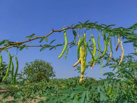 Low Angle Short Of Jungli Kikar Fruits And Leave Tree Stock Photos