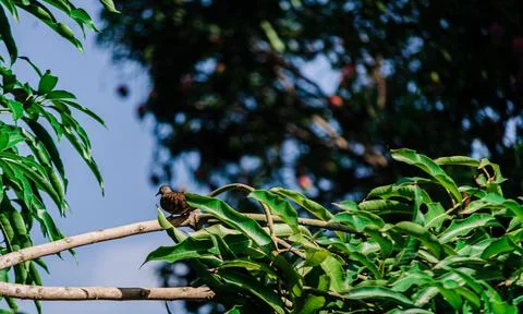 Low angle shot of an adorable tiny bird on a tree branch with green leaves Stock Photos