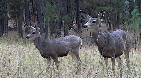 Low Angle Shot of Alert Mule Deer Doe and Her Three Month Old Fawn Stock Footage 50046635