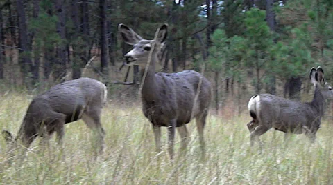 Low Angle Shot of Alert Mule Deer Doe and High Stepping Fawn Stock Footage 50049917
