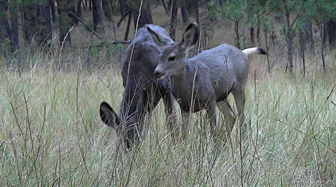Low Angle Shot of An Alert Mule Deer Fawn And a Doe Feeding Stock Footage 50085857