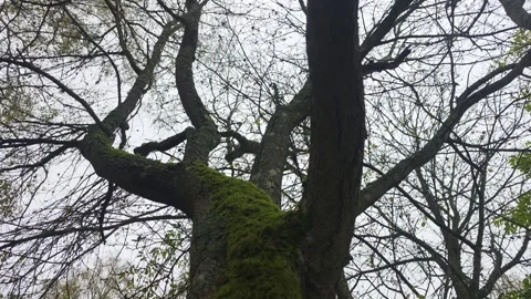 Low Angle Shot Of An Ancient Mossy Tree Branching Out Against Sky Stock Footage 348604373