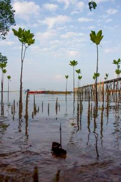 Low angle shot background for water and small trees with a boat view Stock Photos