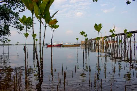 Low angle shot background for water and small trees with a boat view Stock Photos