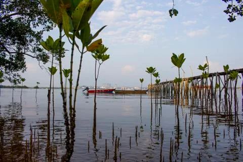 Low angle shot background for water and small trees with a boat view Stock Photos