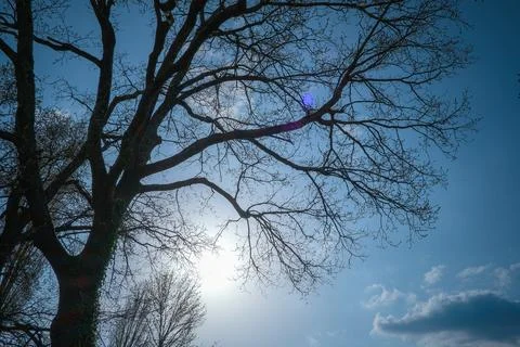 Low-angle shot of a backlit tree in winter Stock Photos