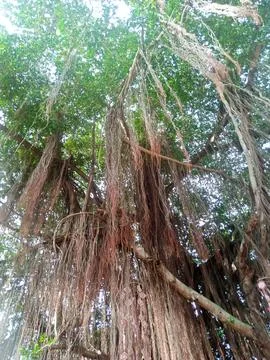 Low-angle shot of banyan tree aerial roots under green canopy 스톡 사진