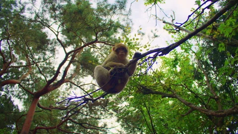 Low angle shot of a Barbary macaque sitting on a tree branch in a dense forest Video stock 310755039