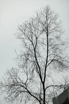 Low-angle shot of a bare leafless tree with intricate branches 写真素材