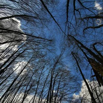 Low angle shot of bare trees in a park under the sunlight and a blue cloudy s Fotos Stock