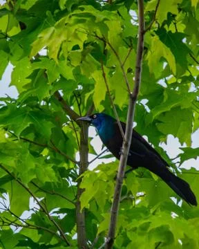 Low angle shot of a beautiful crow on a tree branch Stock Photos