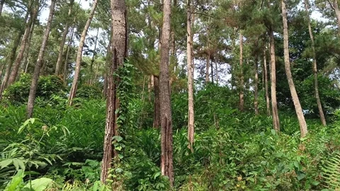 Low-angle shot of a beautiful Pine forest (Pinus merkusii) Stock Footage 321930998