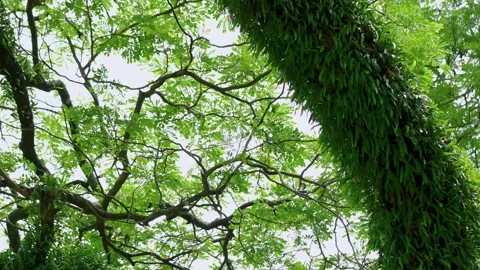 Low angle shot of a beautiful tall tamarind tree, sunlight streaming down l.. Stock Footage 313387817