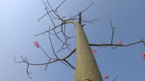 Low angle shot of a beautiful tree without leave and only few pink color flowers Stock Footage 146034730