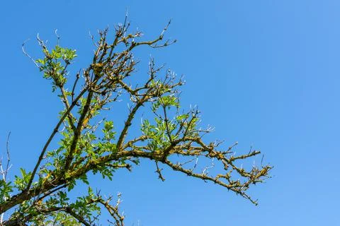 Low angle shot of  beautiful tree branches against a blue sky Stock Photos