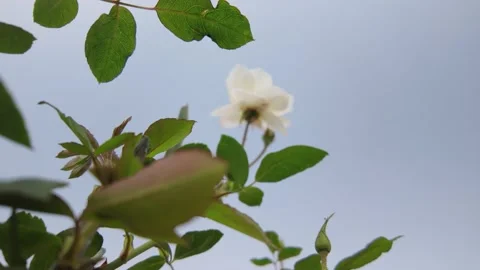 Low Angle Shot of a Beautiful White Rose Blooming Against a Clear Sky Stock Footage 329796095