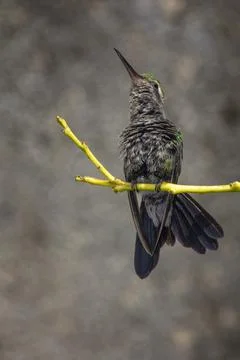 A low angle shot of the belly of a tiny hummingbird on the end of a twig with Stock Photos