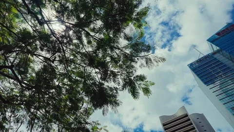 A low-angle shot from beneath dense green tree branches captures vibrant blue Video stock 338311537