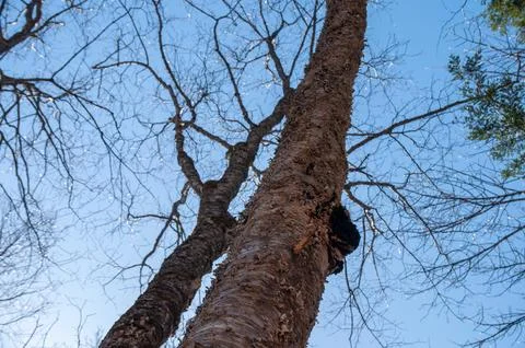 A low-angle shot of a birch tree with a Chaga mushroom growing on the side Stock Photos