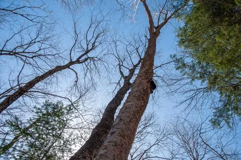 A low-angle shot of a birch tree with a Chaga mushroom growing on the side Stock Photos