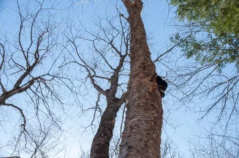 A low-angle shot of a birch tree with a Chaga mushroom growing on the side Stock Photos