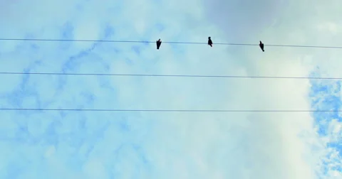 Low angle shot of birds on wire Stock Footage