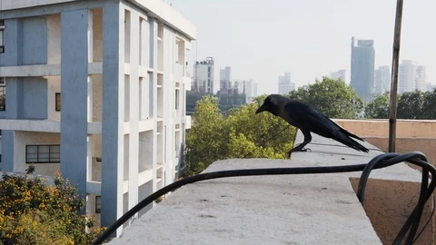 Low angle shot of black crow sitting on edge of building roof in mumbai Stock Footage 145047488