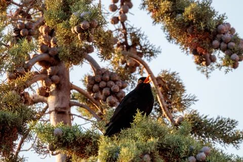 Low angle shot of a black crow perched on a pond pine under the clear sky Stock Photos