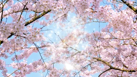 Low angle shot of blooming cherry blossoms swaying in the breeze under a clear Stock Footage 338368859