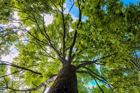 Low angle shot of blooming tree in Sharr mountain Stock Photos