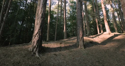 Low angle shot boy walking up pine forest hill Stock Footage 116110731