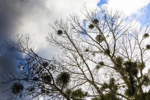 Low angle shot of the branches and the leaves of the tree under a cloudy sky Stock Photos