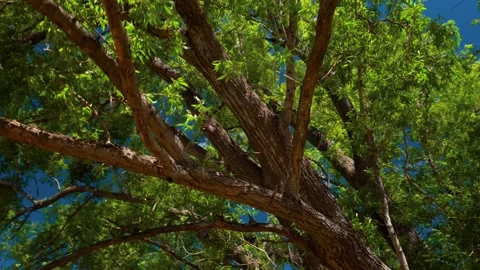 Low angle shot of the branches of a weeping willow tree on a windy day. Stock Footage 145239983
