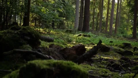 Low angle shot of a bright forest Stock Footage 132636888