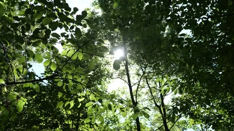 Low Angle Shot of Bright Sunlight Shining Through Tree Leaves Stock Footage 337305160