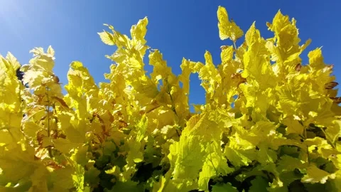 Low angle shot of bright yellow tree leaves waving under a clear blue sky on a s Stock Footage 337053501