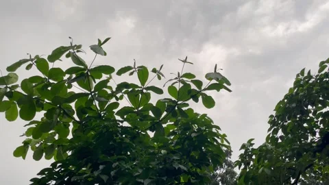 Low Angle Shot of Broad Green Leaves Swaying in Rainy Weather Sky. Stock Footage 345068544