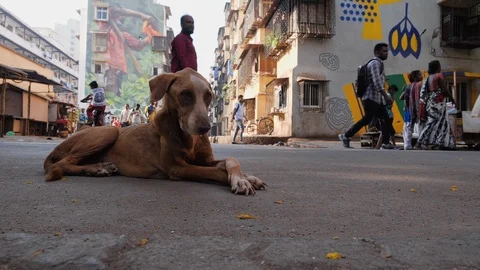 Low angle shot of brown stray dog laying on concrete ground as people walk by Stock Footage 145051909