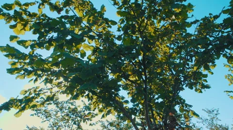 Low angle shot of Bush hazelnut Stock Footage 65938132