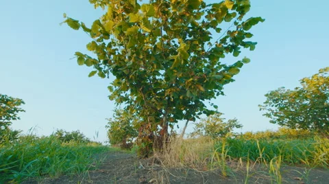 Low angle shot of Bush hazelnut Stock Footage 65938395