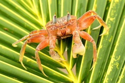 Low angle shot of a captivating ghost crab,its small eyes stretched 스톡 사진