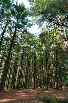 A low-angle shot captures a dense pine forest Stock-Fotos