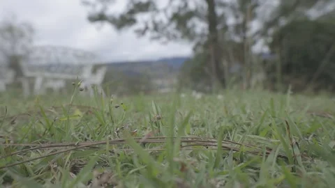 A low-angle shot captures the details of grass with a distant mountain range Stock Footage 332613863