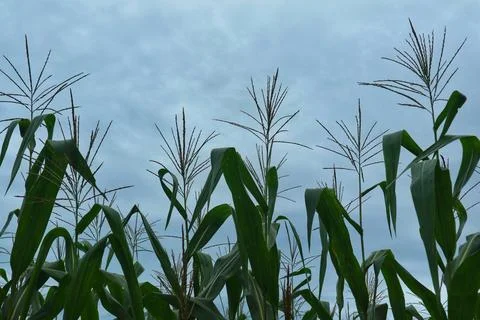 A low angle shot captures the green tops of corn stalks with their tassels Stock Photos