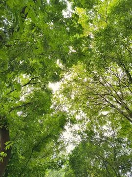 A low-angle shot captures the lush green canopy of tall trees Stock Photos