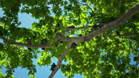 A low-angle shot captures multiple pigeons perched on the thick, light-colo... Stock Footage 339314345